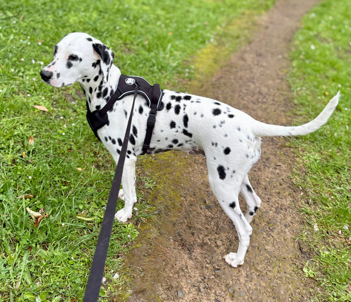 Poppy&Scout -Strong but soft harness