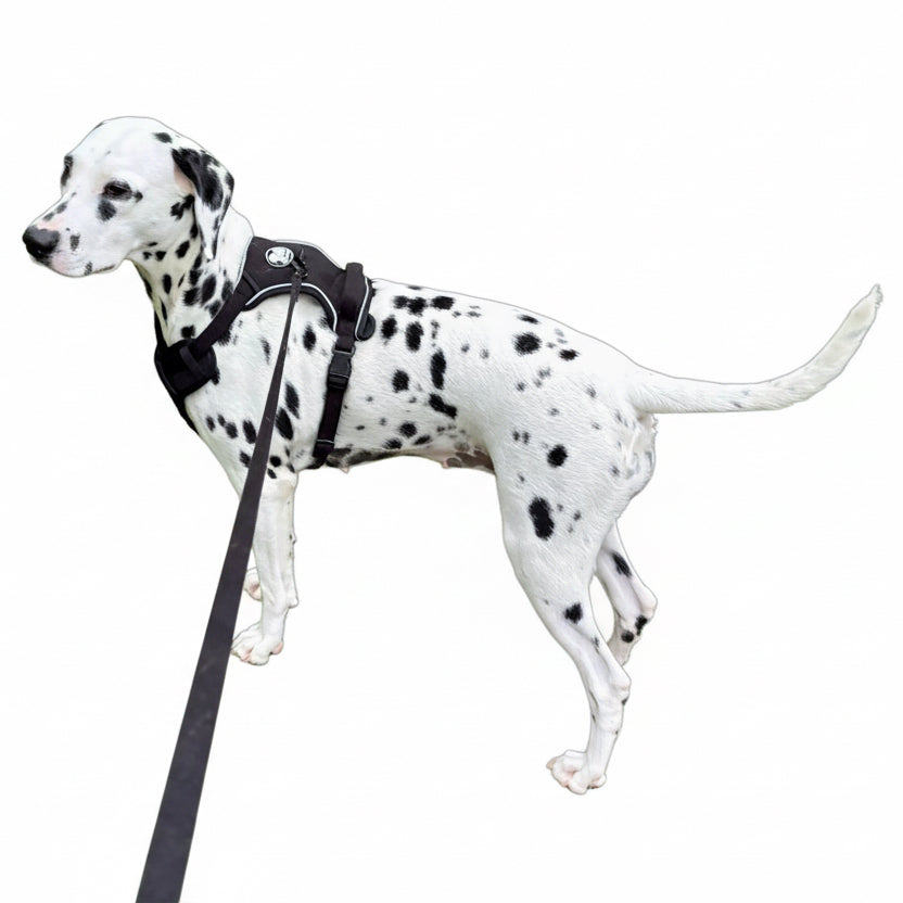 Harness