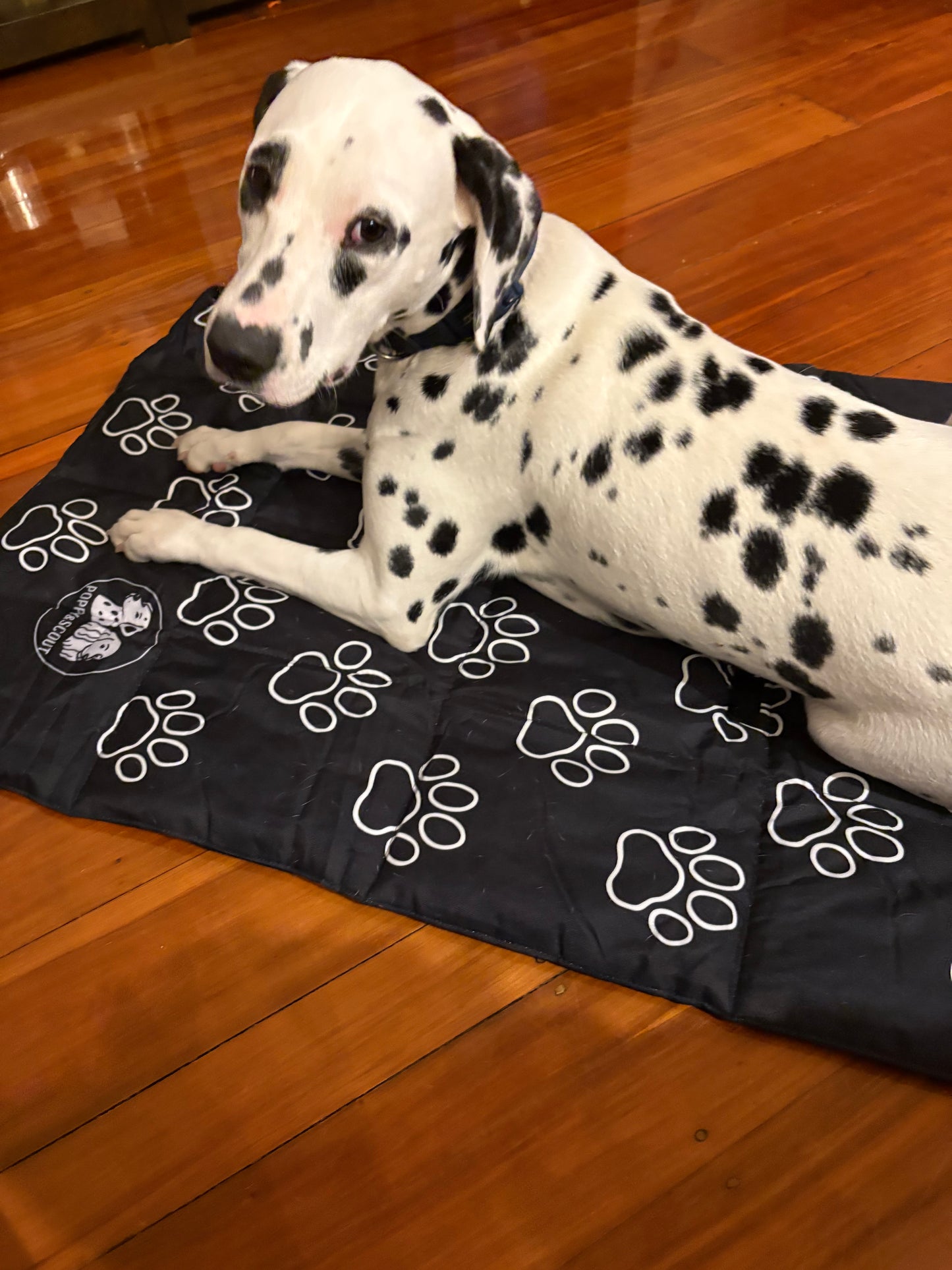 Poppy&Scout car/travel dog bed - low stock