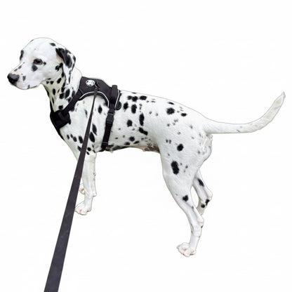 Harness
