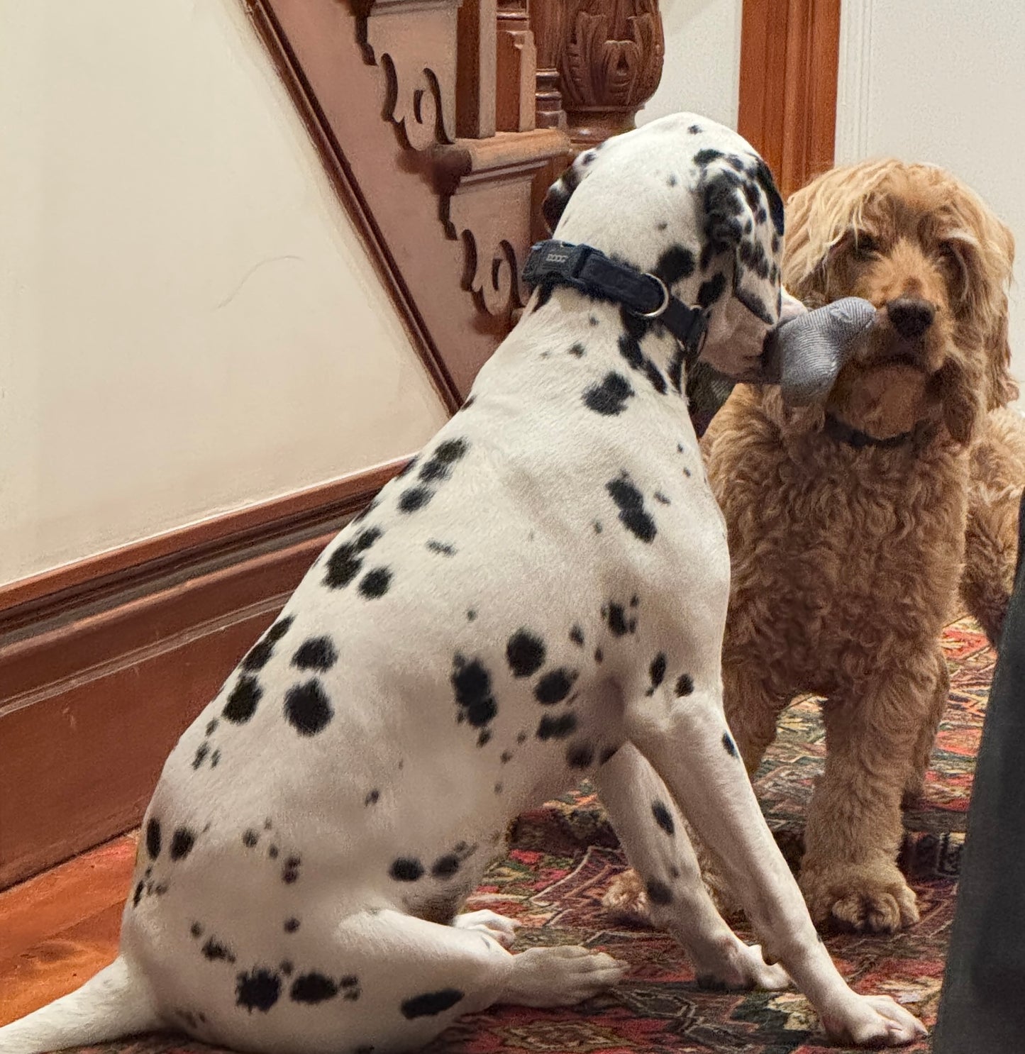Poppy&Scout soft toy